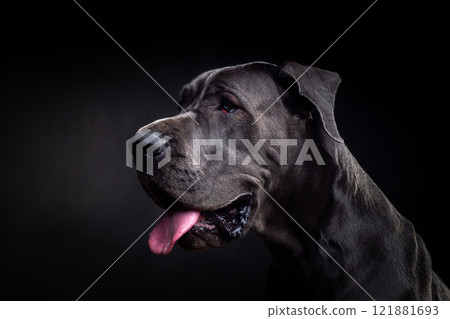 Portrait of a Great Dane dog, on an isolated black background. Portrait of a Great Dane dog, on an isolated black background. 121881693