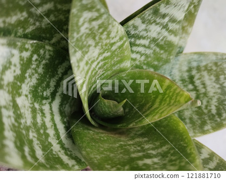 Dwarf snake plant Sansevieria pic 121881710