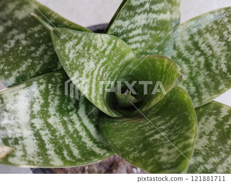 Dwarf snake plant Sansevieria pic 121881711