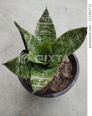 Dwarf snake plant Sansevieria pic 121881712