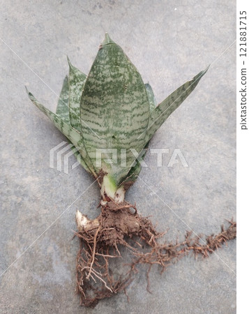 Dwarf snake plant Sansevieria pic Dwarf snake plant Sansevieria pic 121881715