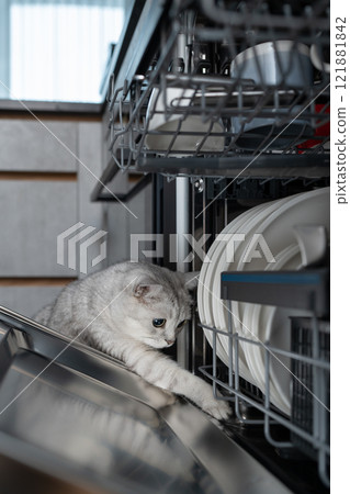 Curious Scottish Straight cat playing with dishwasher racks. Concept of domestic life, playful exploration, and the curious nature of pets in household settings. Curious Scottish Straight cat playing with dishwasher racks. Concept of domestic life, playful exploration, and the curious nature of pets in household settings. 121881842