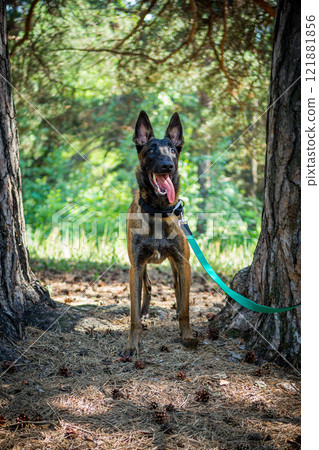 Portrait of a Belgian shepherd dog, on a walk in a green park. 121881856