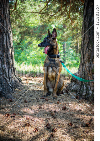 Portrait of a Belgian shepherd dog, on a walk in a green park. 121881857