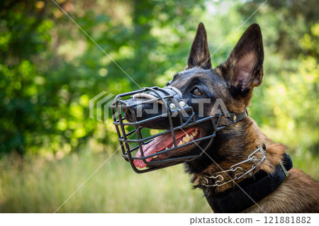 Portrait of a Belgian shepherd dog, on a walk in a green park. Portrait of a Belgian shepherd dog, on a walk in a green park. 121881882