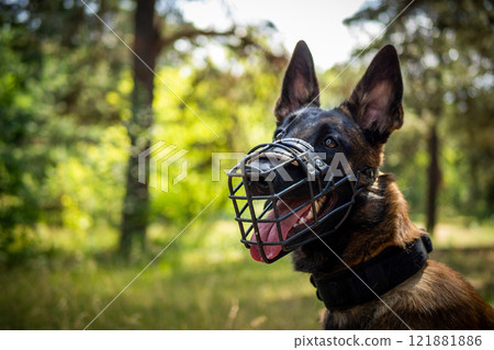 Portrait of a Belgian shepherd dog, on a walk in a green park. 121881886