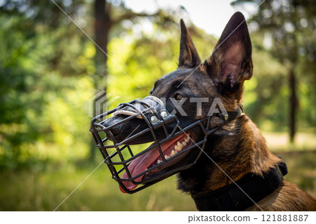 Portrait of a Belgian shepherd dog, on a walk in a green park. Portrait of a Belgian shepherd dog, on a walk in a green park. 121881887