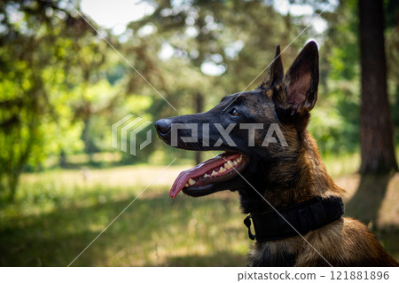 Portrait of a Belgian shepherd dog, on a walk in a green park. 121881896