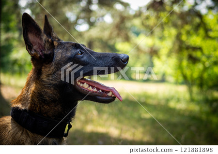 Portrait of a Belgian shepherd dog, on a walk in a green park. 121881898