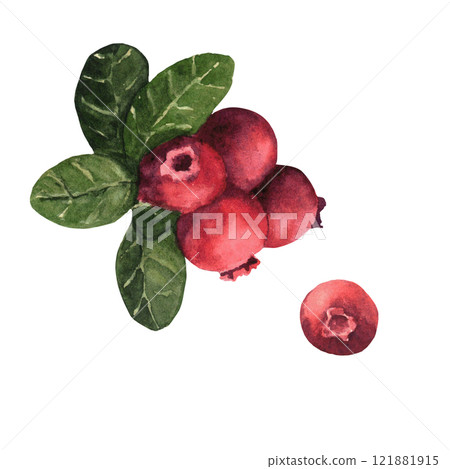 Watercolor hand-drawing cranberries. Fall berries. Fall, autumn, thanksgiving, holiday 121881915