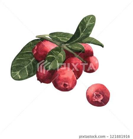 Watercolor hand-drawing cranberries. Fall berries. Fall, autumn, thanksgiving, holiday Watercolor hand-drawing cranberries. Fall berries. Fall, autumn, thanksgiving, holiday 121881916