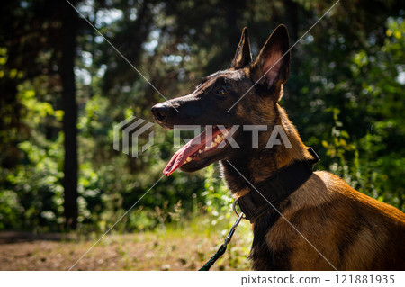 Portrait of a Belgian shepherd dog, on a walk in a green park. Portrait of a Belgian shepherd dog, on a walk in a green park. 121881935