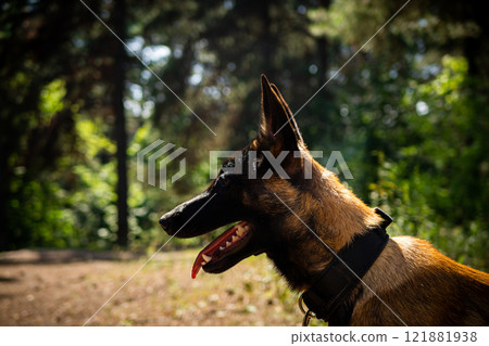 Portrait of a Belgian shepherd dog, on a walk in a green park. 121881938