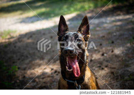 Portrait of a Belgian shepherd dog, on a walk in a green park. 121881945