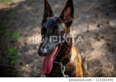 Portrait of a Belgian shepherd dog, on a walk in a green park. 121881946