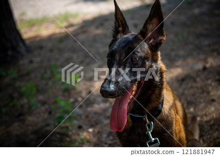 Portrait of a Belgian shepherd dog, on a walk in a green park. 121881947