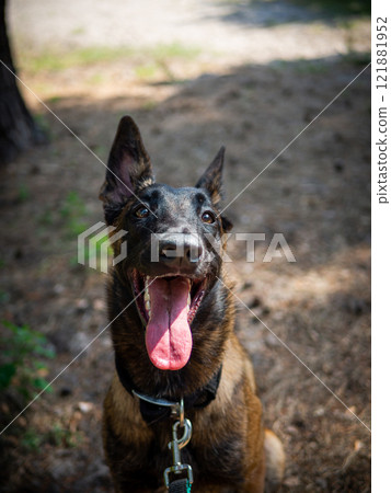 Portrait of a Belgian shepherd dog, on a walk in a green park. Portrait of a Belgian shepherd dog, on a walk in a green park. 121881952