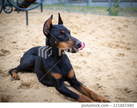 Portrait of a Doberman. Portrait of a Doberman. 121881980