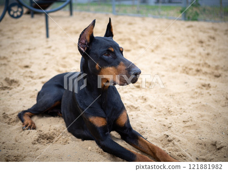 Portrait of a Doberman. Portrait of a Doberman. 121881982