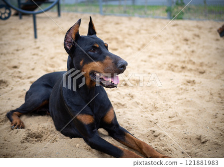Portrait of a Doberman. Portrait of a Doberman. 121881983