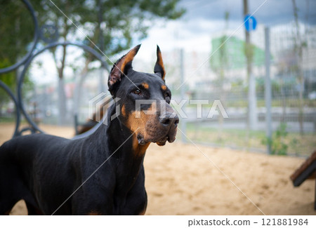 Portrait of a Doberman. 121881984