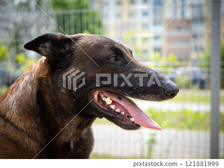 Portrait of a Belgian shepherd. 121881999