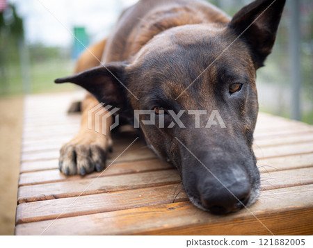 Portrait of a Belgian shepherd. Portrait of a Belgian shepherd. 121882005