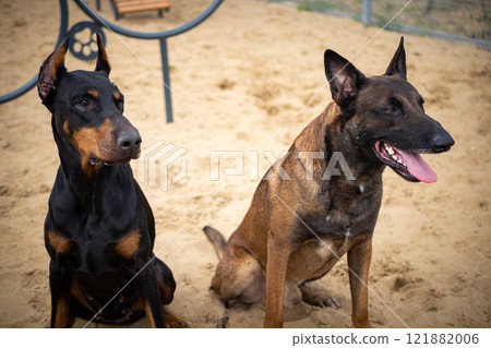 Portrait of a Doberman and a Belgian shepherd. Portrait of a Doberman and a Belgian shepherd. 121882006
