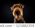 Portrait of an Airedale Terrier in close-up. 121882358