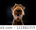 Portrait of an Airedale Terrier in close-up. 121882359