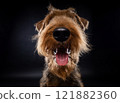 Portrait of an Airedale Terrier in close-up. 121882360