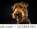 Portrait of an Airedale Terrier in close-up. 121882361