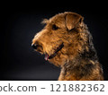 Portrait of an Airedale Terrier in close-up. 121882362