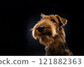 Portrait of an Airedale Terrier in close-up. 121882363