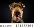 Portrait of an Airedale Terrier in close-up. 121882364