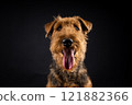 Portrait of an Airedale Terrier in close-up. 121882366