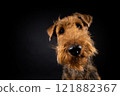 Portrait of an Airedale Terrier in close-up. 121882367