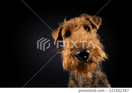 Portrait of an Airedale Terrier in close-up. Portrait of an Airedale Terrier in close-up. 121882367