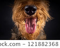 Portrait of an Airedale Terrier in close-up. 121882368