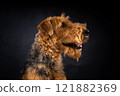 Portrait of an Airedale Terrier in close-up. 121882369