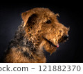 Portrait of an Airedale Terrier in close-up. 121882370