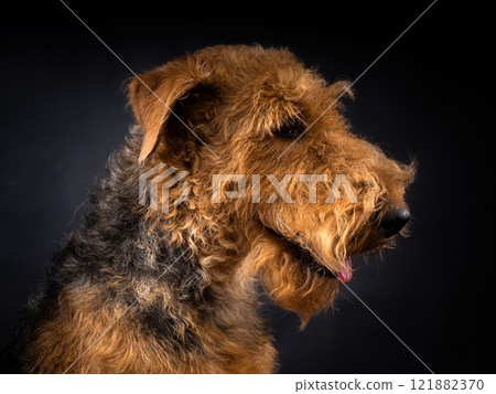 Portrait of an Airedale Terrier in close-up. 121882370