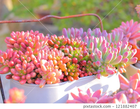Succulents that change color in autumn 121882407