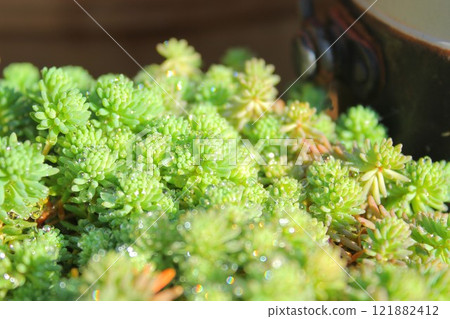 Succulent plant with water droplets Succulent plant with water droplets 121882412