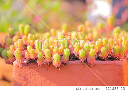 Autumn leaves of a succulent plant 121882413