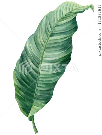 watercolor banana palm leaf illustration, vibrant tropical foliage, isolated botanical nature clipart for design decor watercolor banana palm leaf illustration, vibrant tropical foliage, isolated botanical nature clipart for design decor 121882615