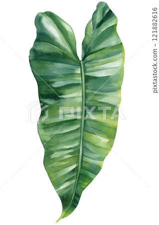 watercolor philodendron leaf isolated on white, green tropical plant illustration, hand painted nature foliage clipart watercolor philodendron leaf isolated on white, green tropical plant illustration, hand painted nature foliage clipart 121882616