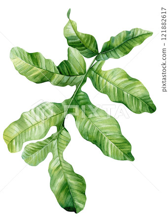 watercolor monstera leaf isolated on white, tropical jungle plant illustration, hand painted nature foliage for design 121882617