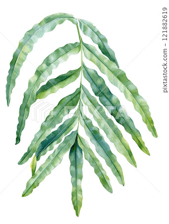 Watercolor fern leaf isolated background, green botanical foliage illustration, hand painted tropical plant clipart  121882619