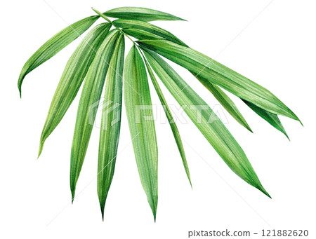 Bamboo leaves watercolor. Tropical palm leaf illustration, green botanical nature clipart, plant isolated design decor Bamboo leaves watercolor. Tropical palm leaf illustration, green botanical nature clipart, plant isolated design decor 121882620